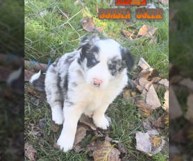 Merle border collies for sale new arrivals