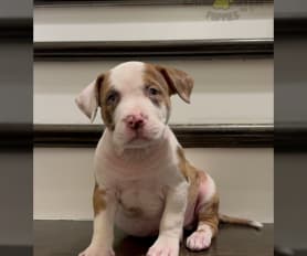 American Bully Puppies for Sale Lancaster Puppies