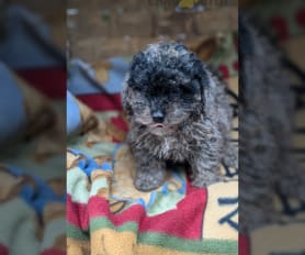 Toy Poodle Puppies for Sale in IN Lancaster Puppies