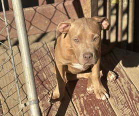 King pitbull puppies for sale shop