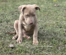 American Bully Puppies for Sale Lancaster Puppies