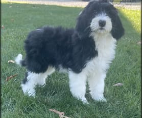 Miniature sheepdog for sale cheap