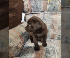 Golden labrador puppies for sale near me clearance
