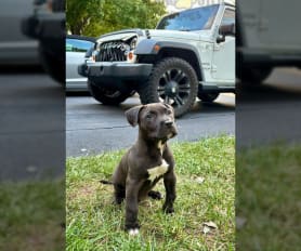 American Pit Bull Terrier Puppies for Sale Lancaster Puppies