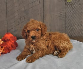 Fox red miniature poodle online