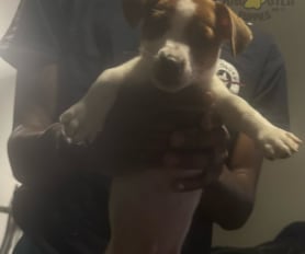 Jack russell long hair for sale online