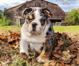 English Bulldog Puppies for Sale Lancaster Puppies