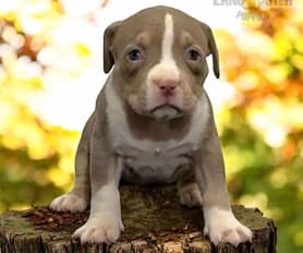 American Bully Puppies for Sale Lancaster Puppies