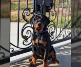 Kennel club rottweiler puppies for sale sales