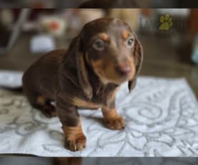 Long haired dachshund puppies for sale near me online