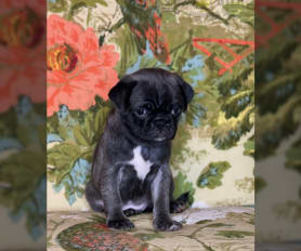 Long haired pug for sale online