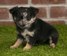 Long haired merle chihuahua puppies for sale discount