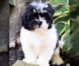 Teddy Bear Puppies for Sale Lancaster Puppies