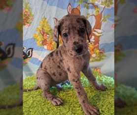 Merle great dane puppies for sale sales