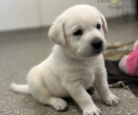 Labrador Retriever Puppies for Sale Lancaster Puppies