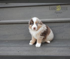 Red tri mini aussie for sale 2025