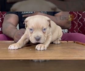 American Bully Puppies for Sale Lancaster Puppies