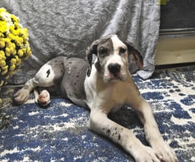Merle great dane puppies for sale online