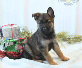 German Shepherd Puppies for Sale Lancaster Puppies