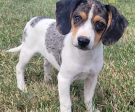 Merle beagle puppies for sale new arrivals