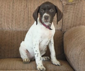 Miniature german shorthaired pointer for sale outlet