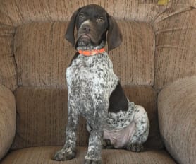 Miniature german shorthaired pointer for sale online