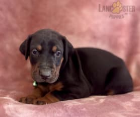 Large doberman pinscher puppies for sale online