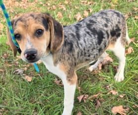 Merle beagle puppies for sale on sale