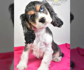Merle american cocker spaniel new arrivals