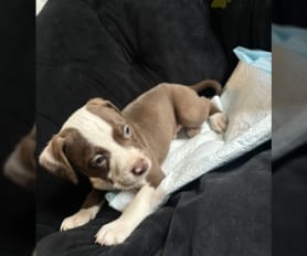 Short legged pitbull puppies for sale 2025