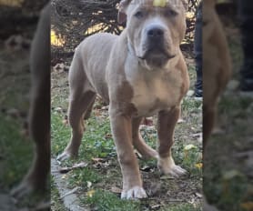 Merle american bully for sale online