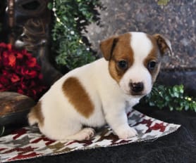 Long haired jack russell terrier puppies for sale hot sale