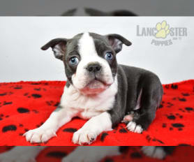 Boston Terrier Puppies for Sale Lancaster Puppies