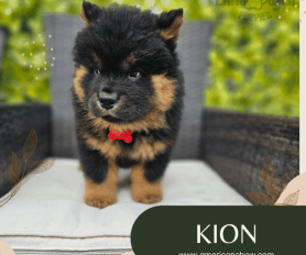 Short haired chow chow puppies for sale new arrivals