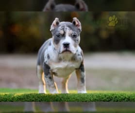 Micro bully pitbull puppies for sale on sale