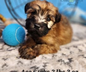 Soft Coated Wheaten Terrier Puppies for Sale Lancaster Puppies