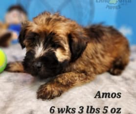 Rock creek puppies 2025