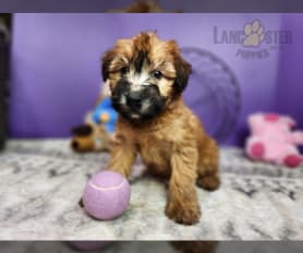 Soft Coated Wheaten Terrier Puppies for Sale Lancaster Puppies