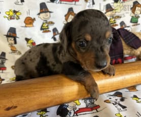 Merle dachshund puppies for sale shop