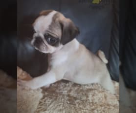 Kc registered pug puppies for sale store