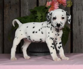 Dalmatian Puppies for Sale Lancaster Puppies