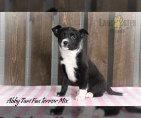 Toy Fox Terrier Puppies for Sale Lancaster Puppies