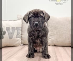 Merle mastiff puppies for sale online