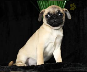 Merle pug puppies for sale 2025