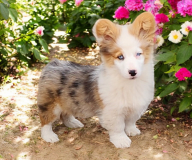 Merle corgi puppies for sale sales