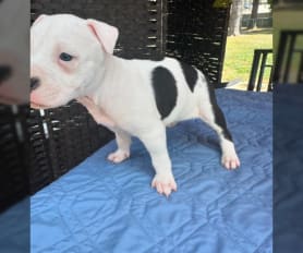 Small pitbull puppies for sale deals