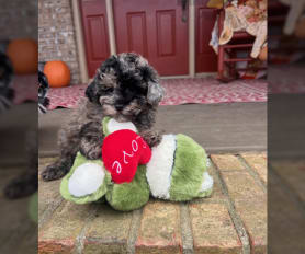 Teddy bear labradoodle puppies for sale shop