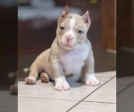 American Bully Puppies for Sale Lancaster Puppies