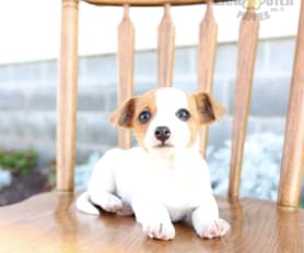 Jack Russell Terrier Puppies for Sale Lancaster Puppies