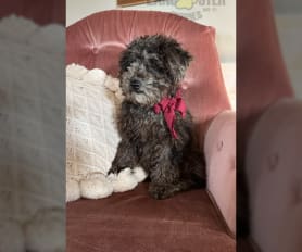 Toy Poodle Puppies for Sale Lancaster Puppies